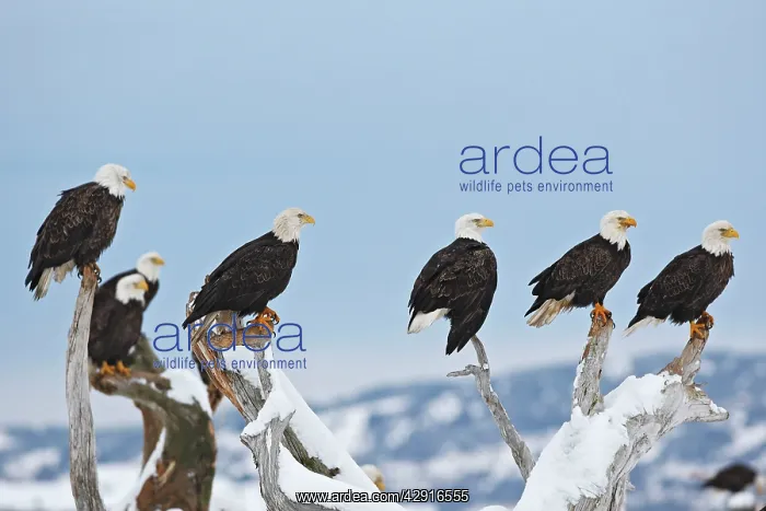 : Bald Eagle - group perched on branches : Bald Eagle - group perched on branches