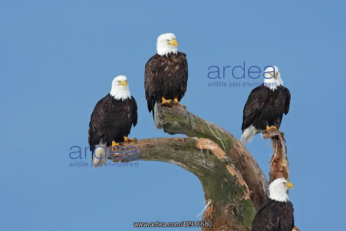 : Bald Eagle - group perched on branches : Bald Eagle - group perched on branches