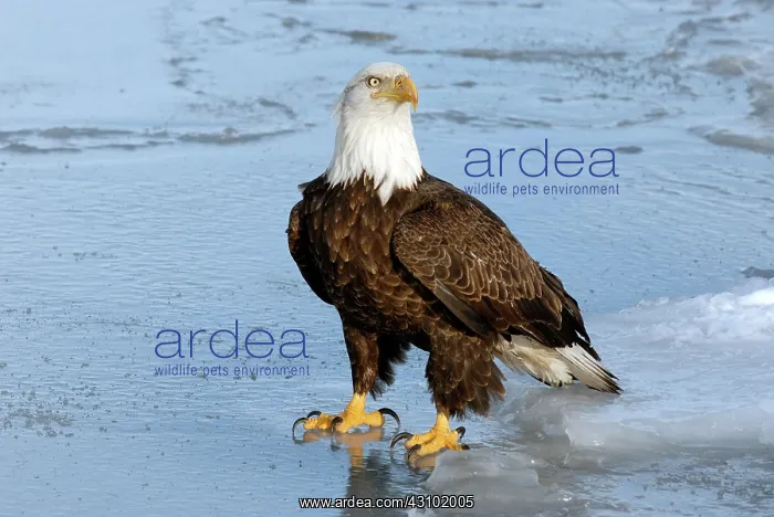  : Bald Eagle (Haliaeetus leucocephalus)