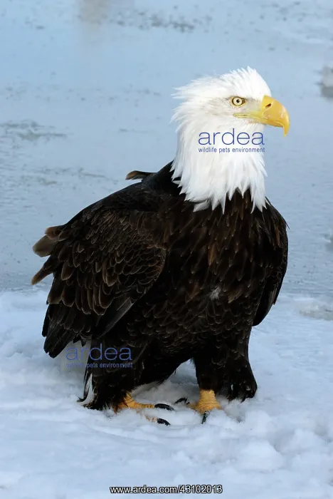 : Bald Eagle (Haliaeetus leucocephalus) : Bald Eagle (Haliaeetus leucocephalus)