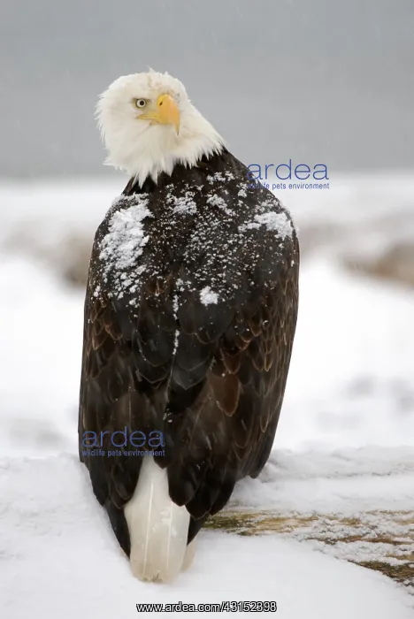 : Bald Eagle (Haliaeetus leucocephalus) : Bald Eagle (Haliaeetus leucocephalus)