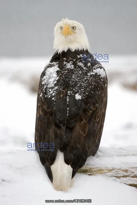 : Bald Eagle (Haliaeetus leucocephalus) : Bald Eagle (Haliaeetus leucocephalus)