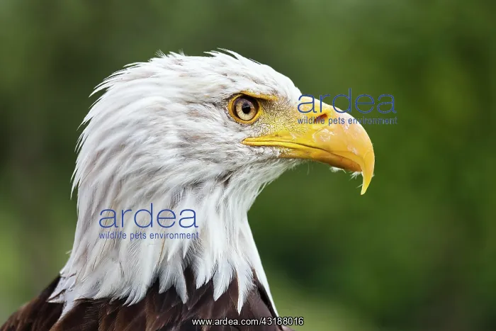: Bald eagle (Haliaeetus leucocephalus), animal portrait : Bald eagle (Haliaeetus leucocephalus), animal portrait