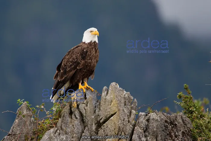 : Bald Eagle (Haliaeetus leucocephalus), British Columbia : Bald Eagle (Haliaeetus leucocephalus), British Columbia