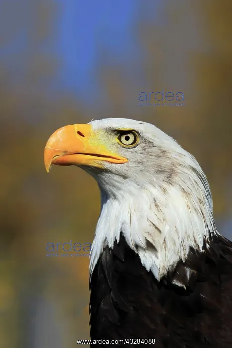 : Bald eagle (Haliaeetus leucocephalus), adult, animal : Bald eagle (Haliaeetus leucocephalus), adult, animal