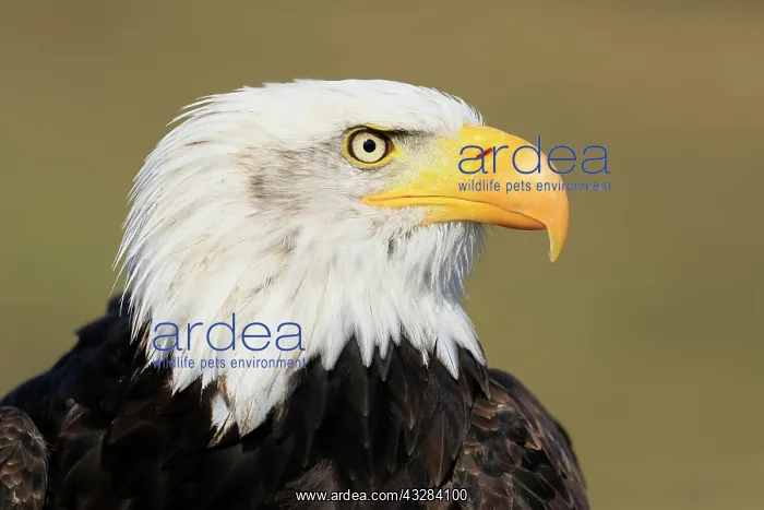 : Bald eagle (Haliaeetus leucocephalus), adult, animal : Bald eagle (Haliaeetus leucocephalus), adult, animal