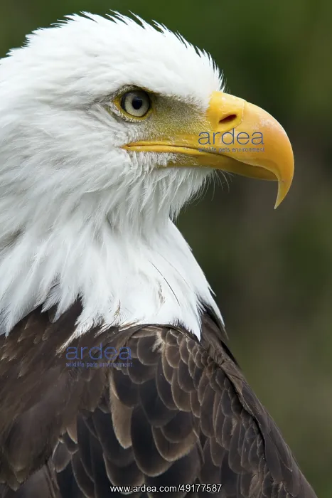 : Bald eagle, Haliaeetus leucocephalus : Bald eagle, Haliaeetus leucocephalus