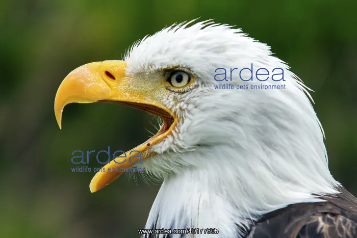 : Bald eagle, Haliaeetus leucocephalus : Bald eagle, Haliaeetus leucocephalus