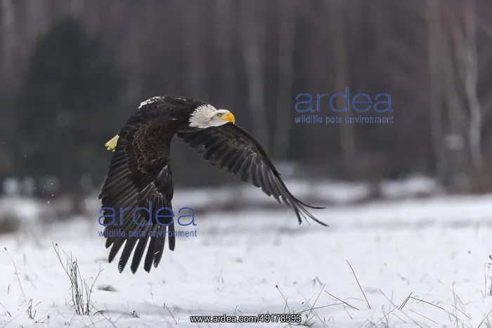 : One Bald Eagle, Haliaeetus leucocephalus : One Bald Eagle, Haliaeetus leucocephalus