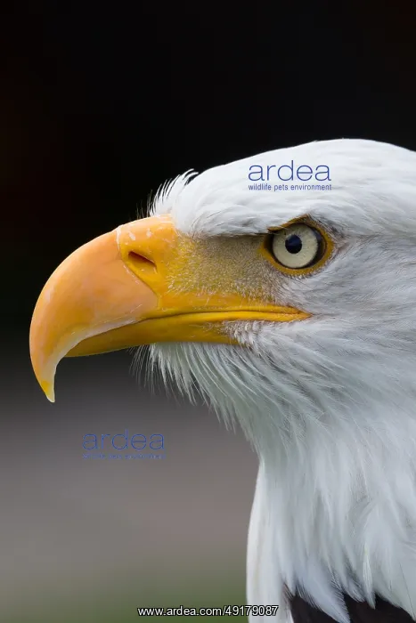 : Bald eagle (Haliaeetus leucocephalus) : Bald eagle (Haliaeetus leucocephalus)