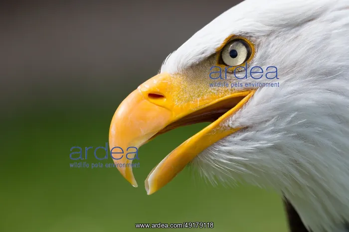 : Bald eagle (Haliaeetus leucocephalus) : Bald eagle (Haliaeetus leucocephalus)