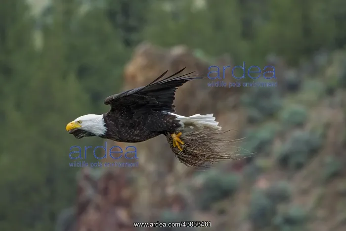 : Bald Eagle (Haliaeetus leucocephalus)--adult bringing : Bald Eagle (Haliaeetus leucocephalus)--adult bringing