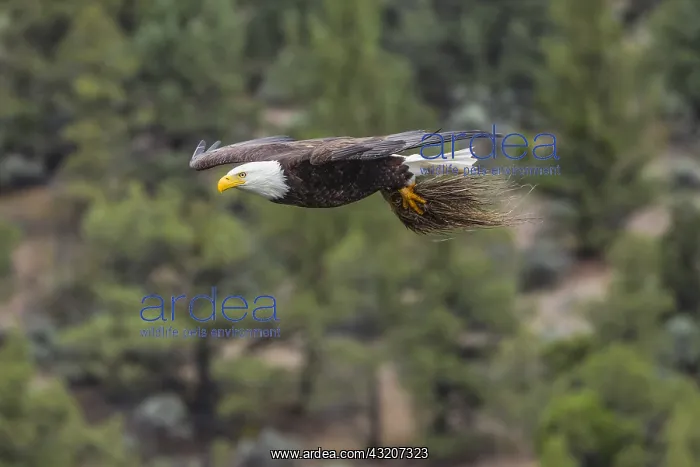 : Bald Eagle (Haliaeetus leucocephalus)--adult bringing : Bald Eagle (Haliaeetus leucocephalus)--adult bringing