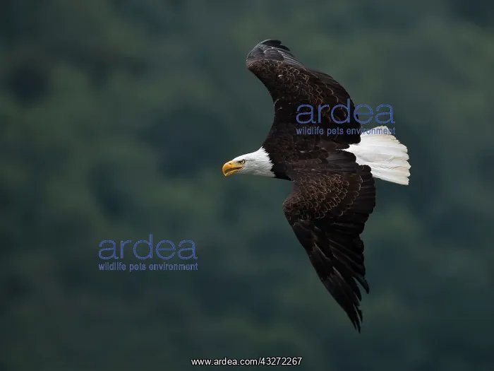 : Bald Eagle (Haliaeetus leucocephalus) adult flying : Bald Eagle (Haliaeetus leucocephalus) adult flying