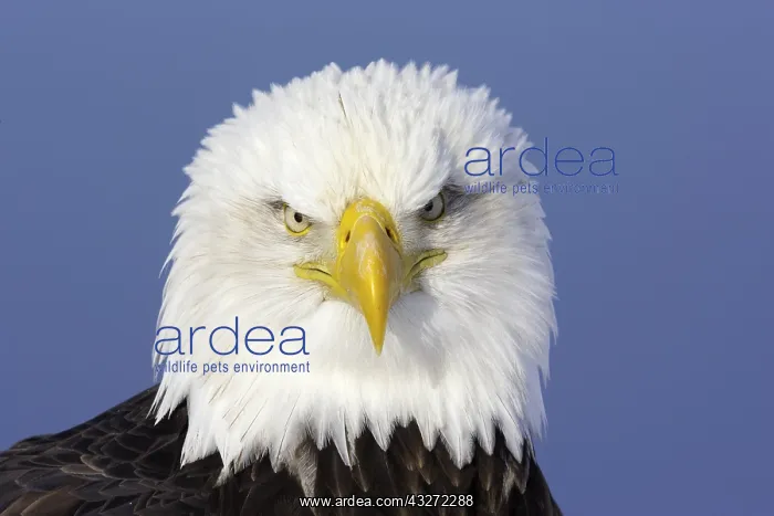 : Bald Eagle (Haliaeetus leucocephalus), Alaska, USA : Bald Eagle (Haliaeetus leucocephalus), Alaska, USA