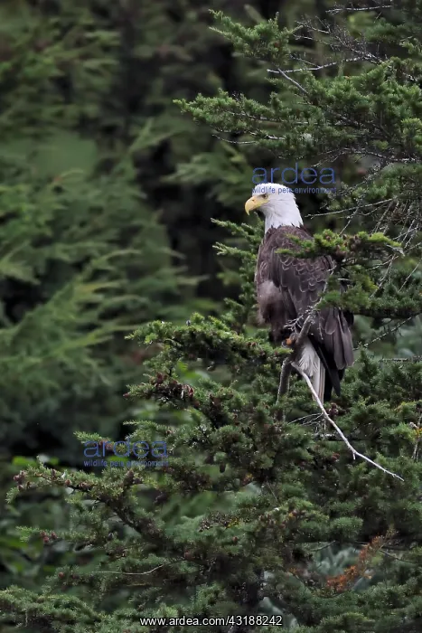 : Bald Eagle (Haliaeetus leucocephalus) on a branch : Bald Eagle (Haliaeetus leucocephalus) on a branch