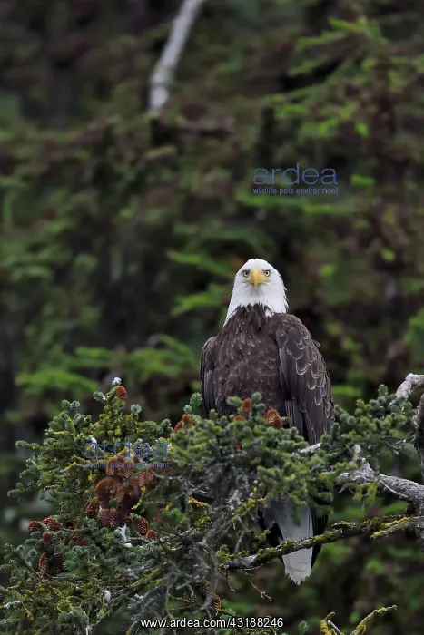 : Bald Eagle (Haliaeetus leucocephalus) on a branch : Bald Eagle (Haliaeetus leucocephalus) on a branch