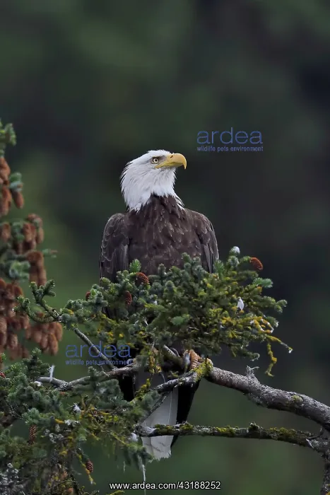 : Bald Eagle (Haliaeetus leucocephalus) on a branch : Bald Eagle (Haliaeetus leucocephalus) on a branch