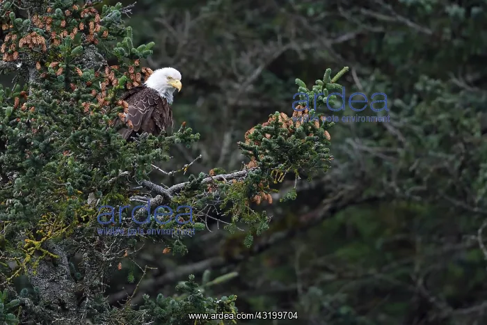 : Bald Eagle (Haliaeetus leucocephalus) on a branch : Bald Eagle (Haliaeetus leucocephalus) on a branch