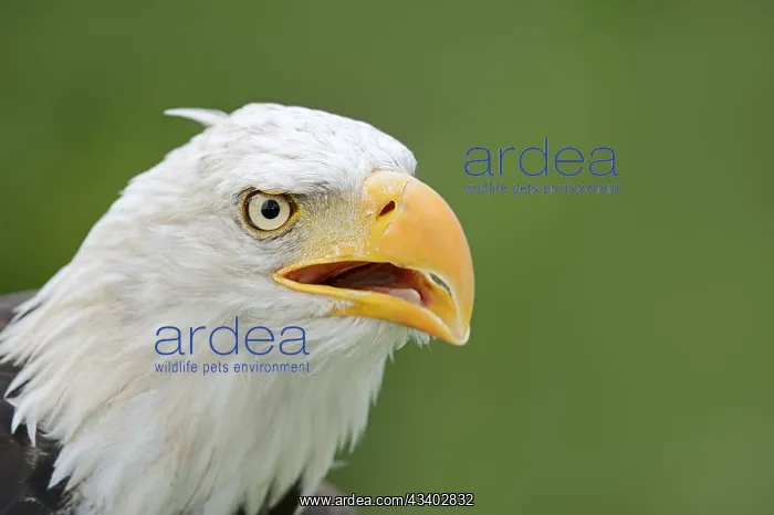 : Bald eagle (Haliaeetus leucocephalus) calling, portrait : Bald eagle (Haliaeetus leucocephalus) calling, portrait
