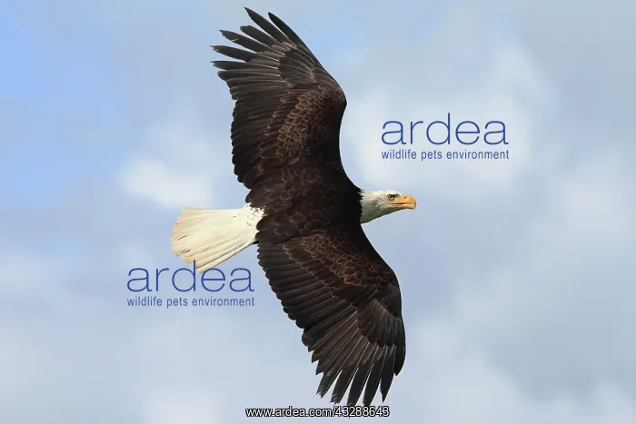 : Bald Eagle (Haliaeetus leucocephalus) in flight : Bald Eagle (Haliaeetus leucocephalus) in flight