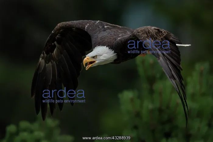 : Bald Eagle (Haliaeetus leucocephalus) in flight : Bald Eagle (Haliaeetus leucocephalus) in flight
