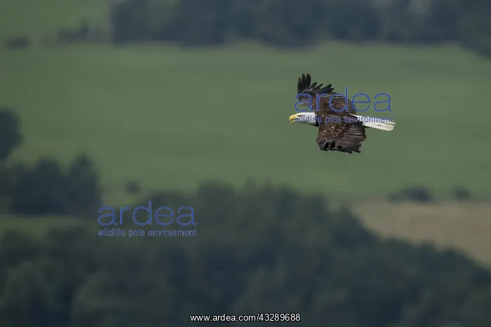 : Bald Eagle (Haliaeetus leucocephalus) in flight : Bald Eagle (Haliaeetus leucocephalus) in flight