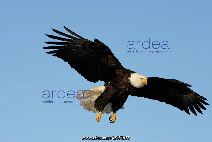 : Bald Eagle (Haliaeetus leucocephalus) flying : Bald Eagle (Haliaeetus leucocephalus) flying