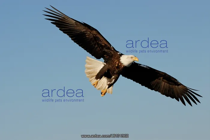 : Bald Eagle (Haliaeetus leucocephalus) flying : Bald Eagle (Haliaeetus leucocephalus) flying