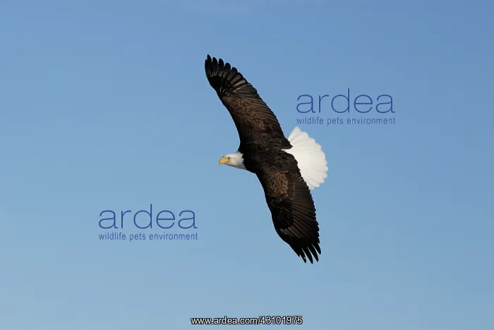 : Bald Eagle (Haliaeetus leucocephalus) flying : Bald Eagle (Haliaeetus leucocephalus) flying
