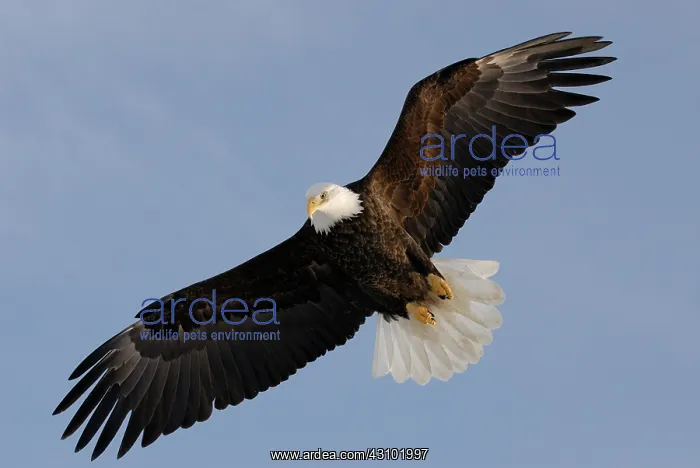 : Bald Eagle (Haliaeetus leucocephalus) flying : Bald Eagle (Haliaeetus leucocephalus) flying