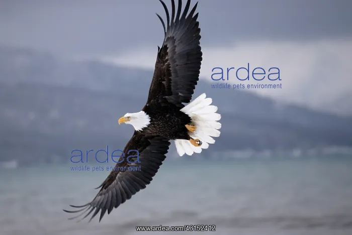 : Bald Eagle (Haliaeetus leucocephalus) flying : Bald Eagle (Haliaeetus leucocephalus) flying