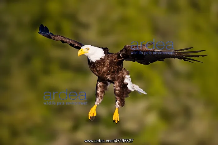  : Bald Eagle (Haliaeetus leucocephalus) flying, British