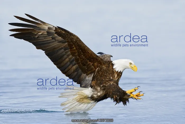 : Bald Eagle (Haliaeetus leucocephalus) flying, Alaska : Bald Eagle (Haliaeetus leucocephalus) flying, Alaska