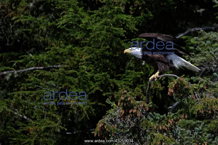 : Bald Eagle (Haliaeetus leucocephalus) flying away : Bald Eagle (Haliaeetus leucocephalus) flying away