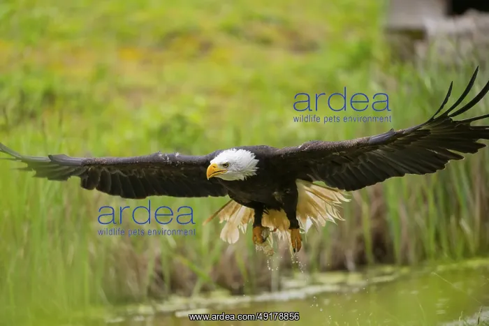 : Bald eagle (Haliaeetus leucocephalus) flying over a pond : Bald eagle (Haliaeetus leucocephalus) flying over a pond