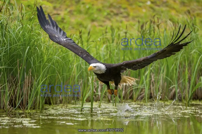 : Bald eagle (Haliaeetus leucocephalus) flying over a pond : Bald eagle (Haliaeetus leucocephalus) flying over a pond