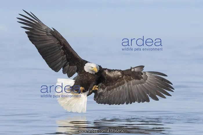  : Bald Eagle (Haliaeetus leucocephalus) hunting, Alaska