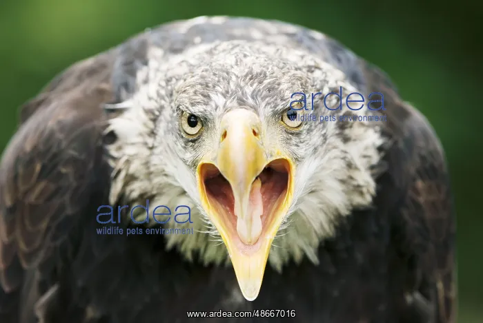 : Bald eagle (Haliaeetus leucocephalus), juvenile : Bald eagle (Haliaeetus leucocephalus), juvenile