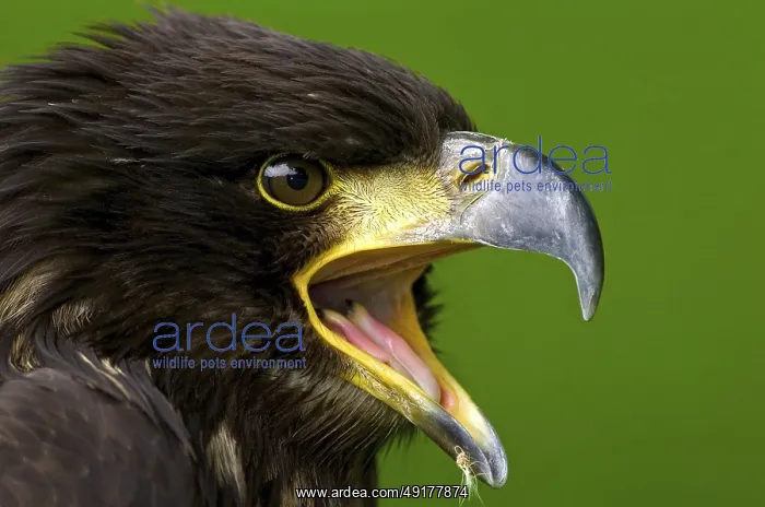 : Bald Eagle (Haliaeetus leucocephalus) juvenile calling : Bald Eagle (Haliaeetus leucocephalus) juvenile calling