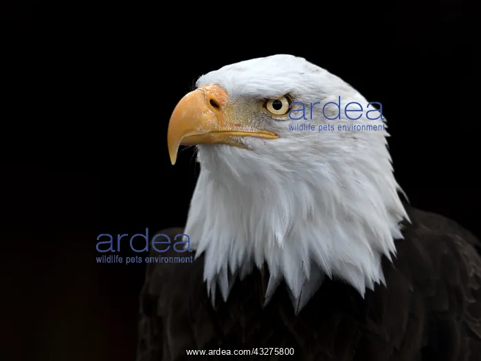 : Bald Eagle (Haliaeetus leucocephalus) portrait : Bald Eagle (Haliaeetus leucocephalus) portrait