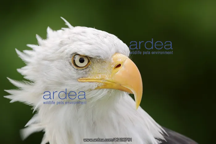 : Bald eagle (Haliaeetus leucocephalus), portrait : Bald eagle (Haliaeetus leucocephalus), portrait