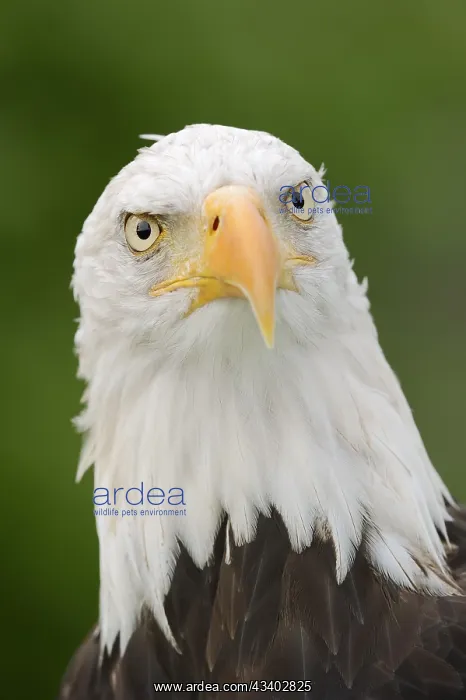 : Bald eagle (Haliaeetus leucocephalus), portrait : Bald eagle (Haliaeetus leucocephalus), portrait