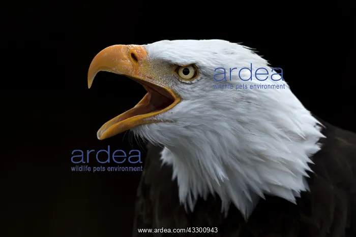 : Bald Eagle (Haliaeetus leucocephalus) screaming : Bald Eagle (Haliaeetus leucocephalus) screaming
