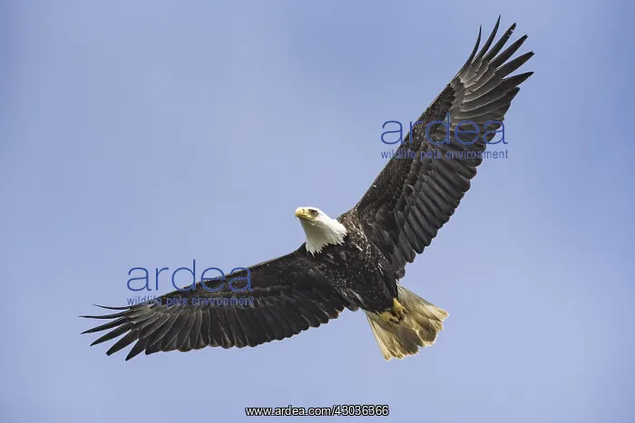 : bald eagle, Haliaeetus leucocephalus, Southeast : bald eagle, Haliaeetus leucocephalus, Southeast