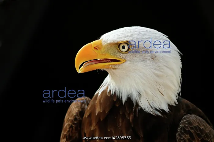 : Bald Eagle - head : Bald Eagle - head