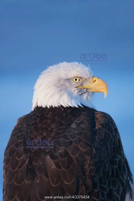 : Bald Eagle, Homer, Alaska, USA : Bald Eagle, Homer, Alaska, USA