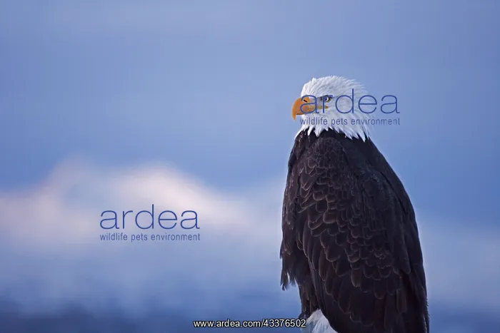  : Bald Eagle, Homer, Alaska, USA
