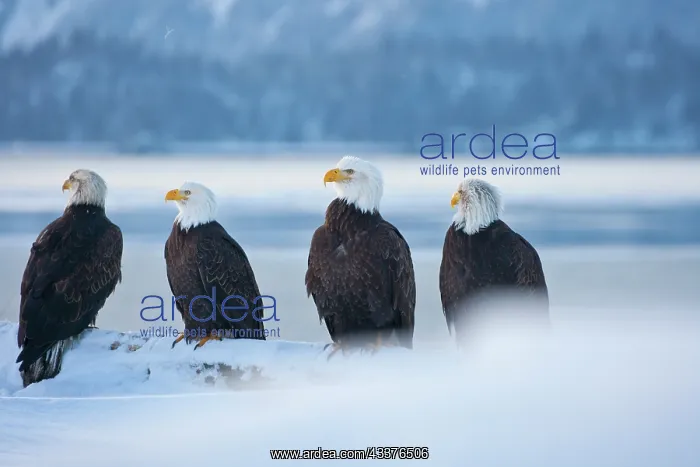  : Bald Eagle, Homer, Alaska, USA