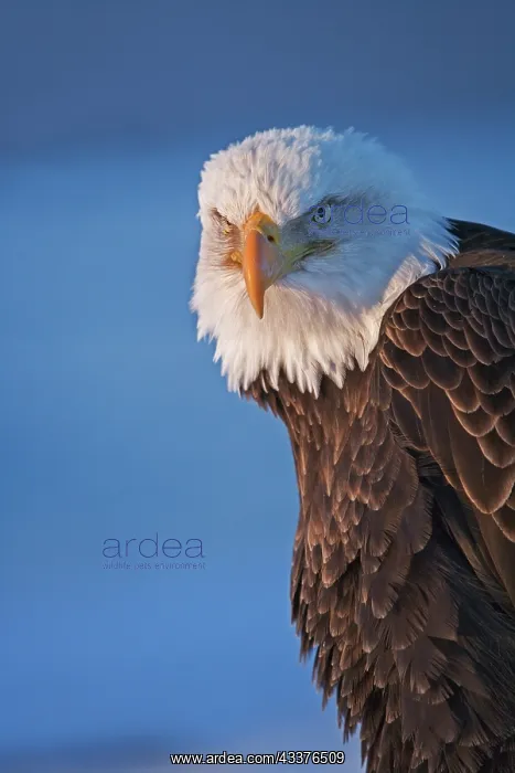 : Bald Eagle, Homer, Alaska, USA